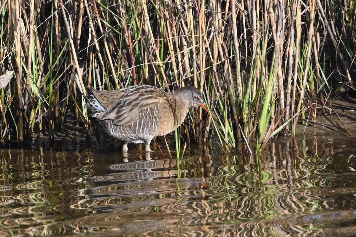 Clapper Rail - ML646804751