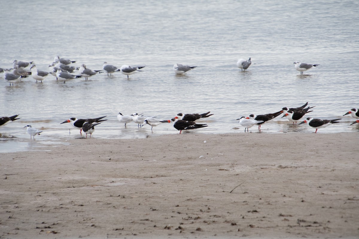 Sandwich Tern - ML646804752