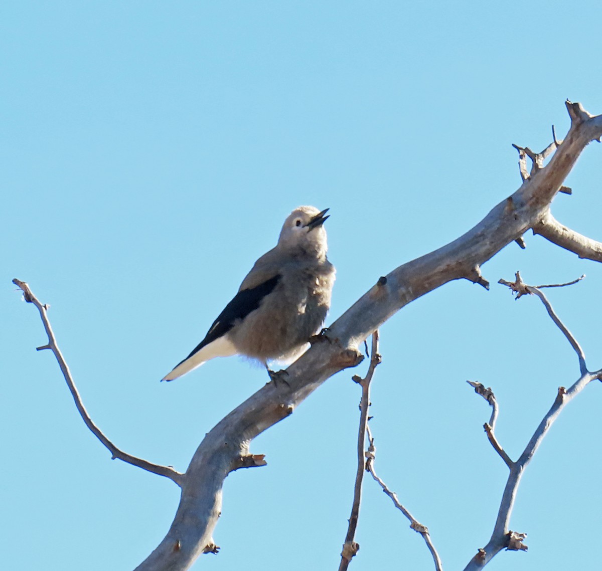 Cassenoix d'Amérique - ML646804753