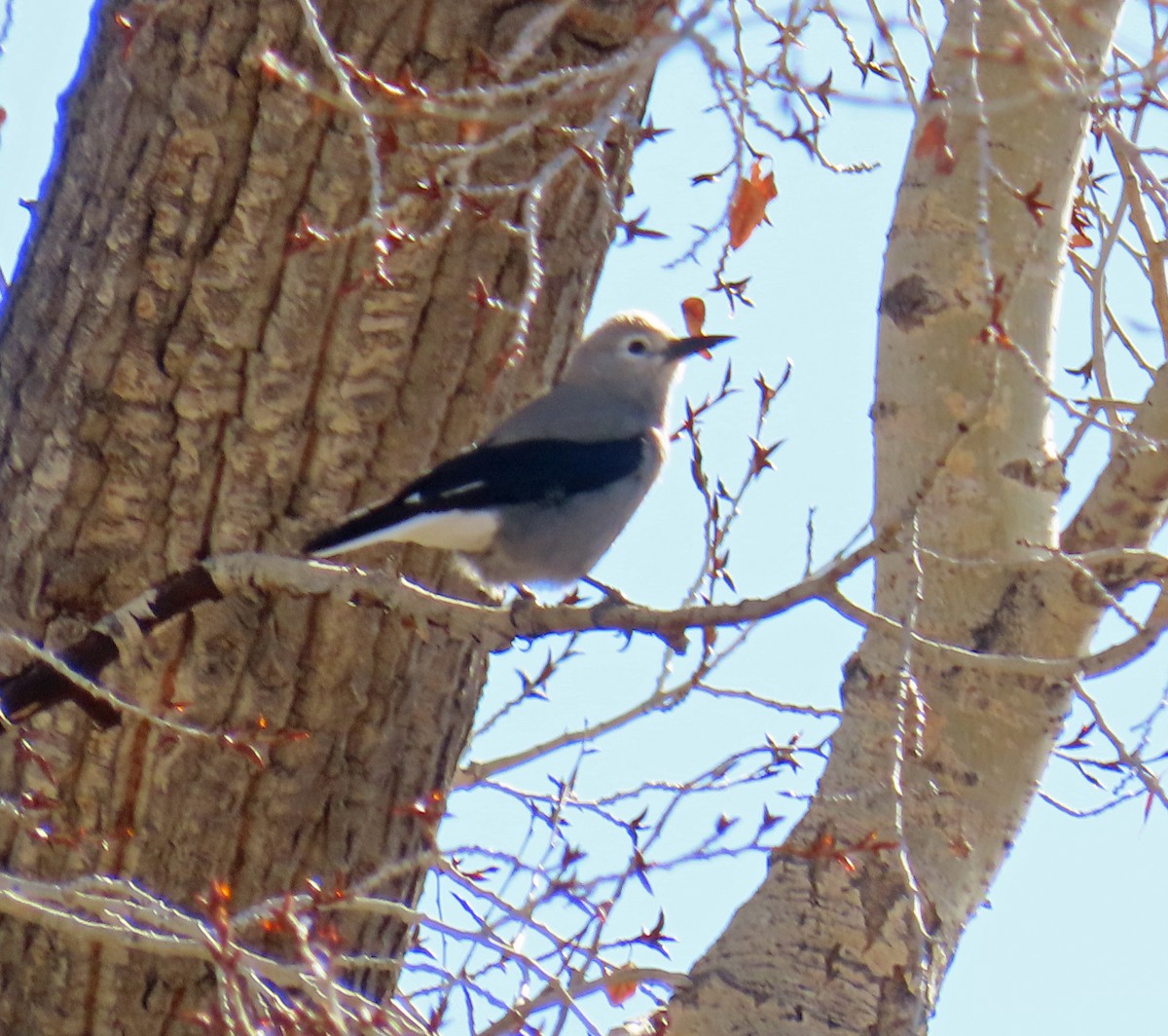 Cassenoix d'Amérique - ML646804754