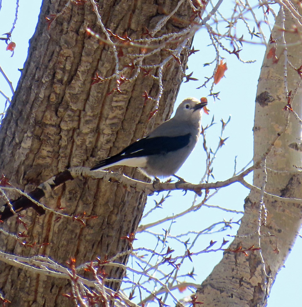 Cassenoix d'Amérique - ML646804755