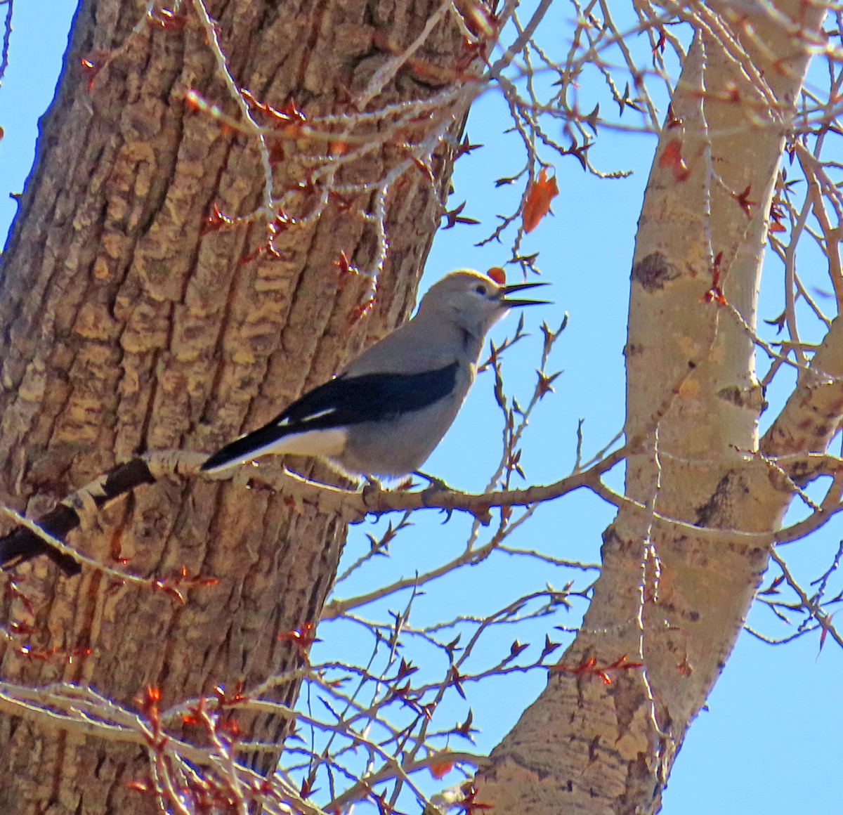 Cassenoix d'Amérique - ML646804756