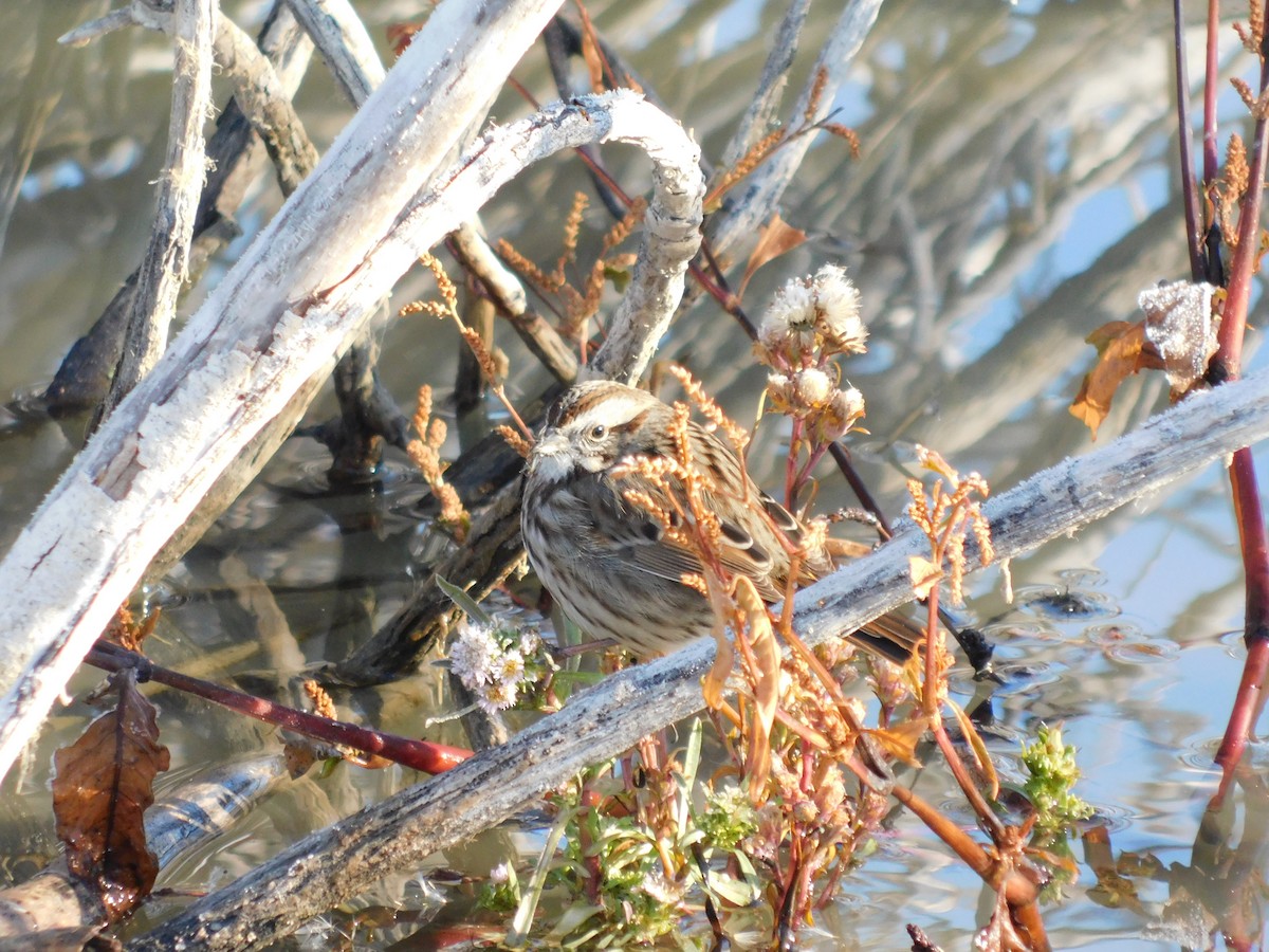 Song Sparrow - ML646804759