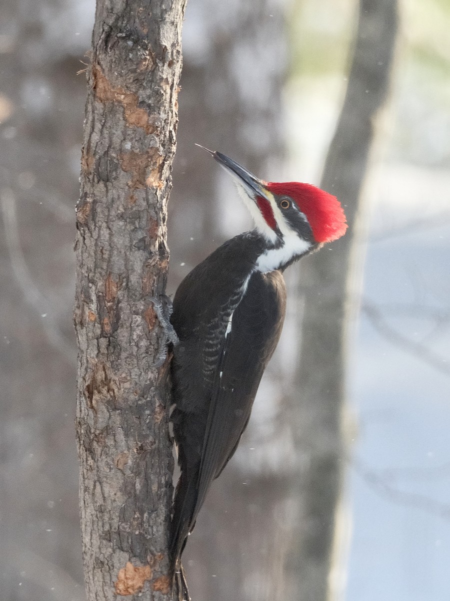 Pileated Woodpecker - ML646804769