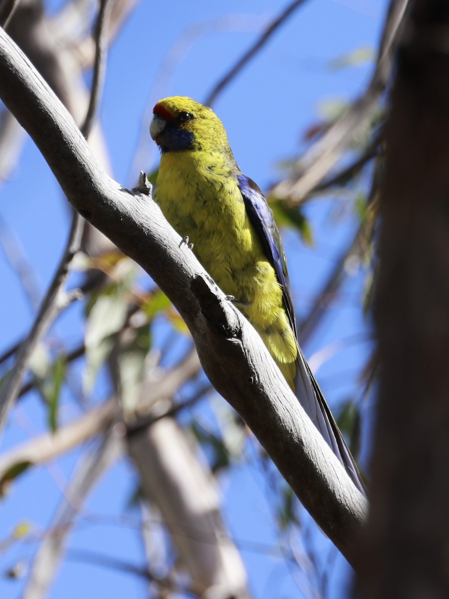 Perruche à ventre jaune - ML646804772