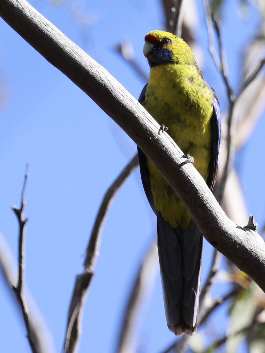 Perruche à ventre jaune - ML646804773