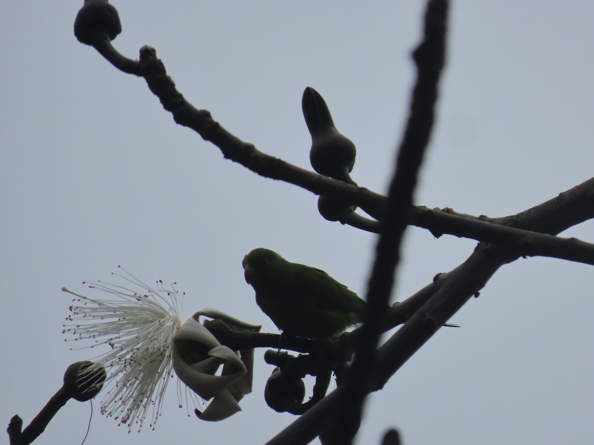 Тирика - ML646804775