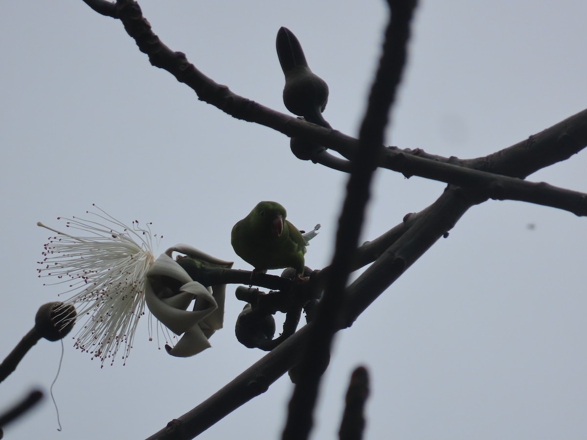 Тирика - ML646804776