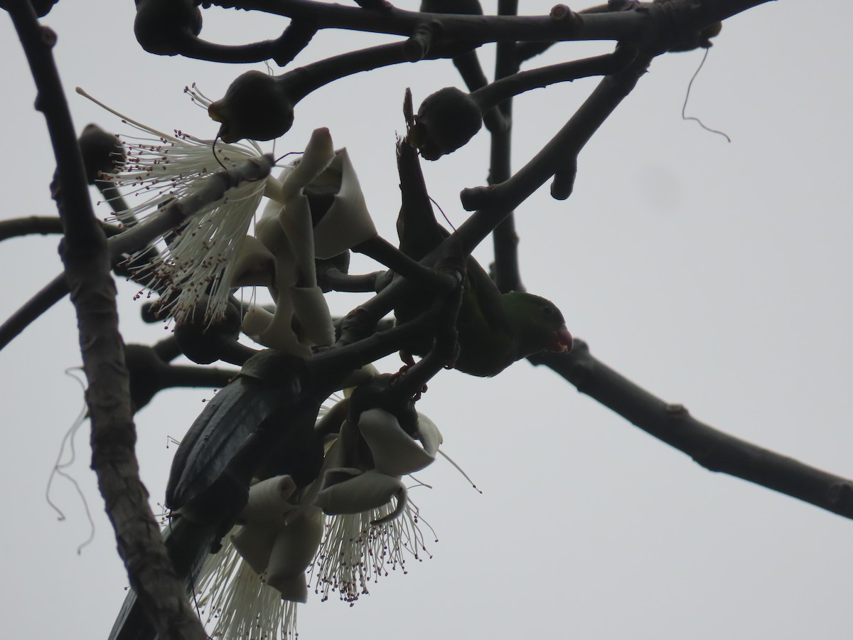 Тирика - ML646804777