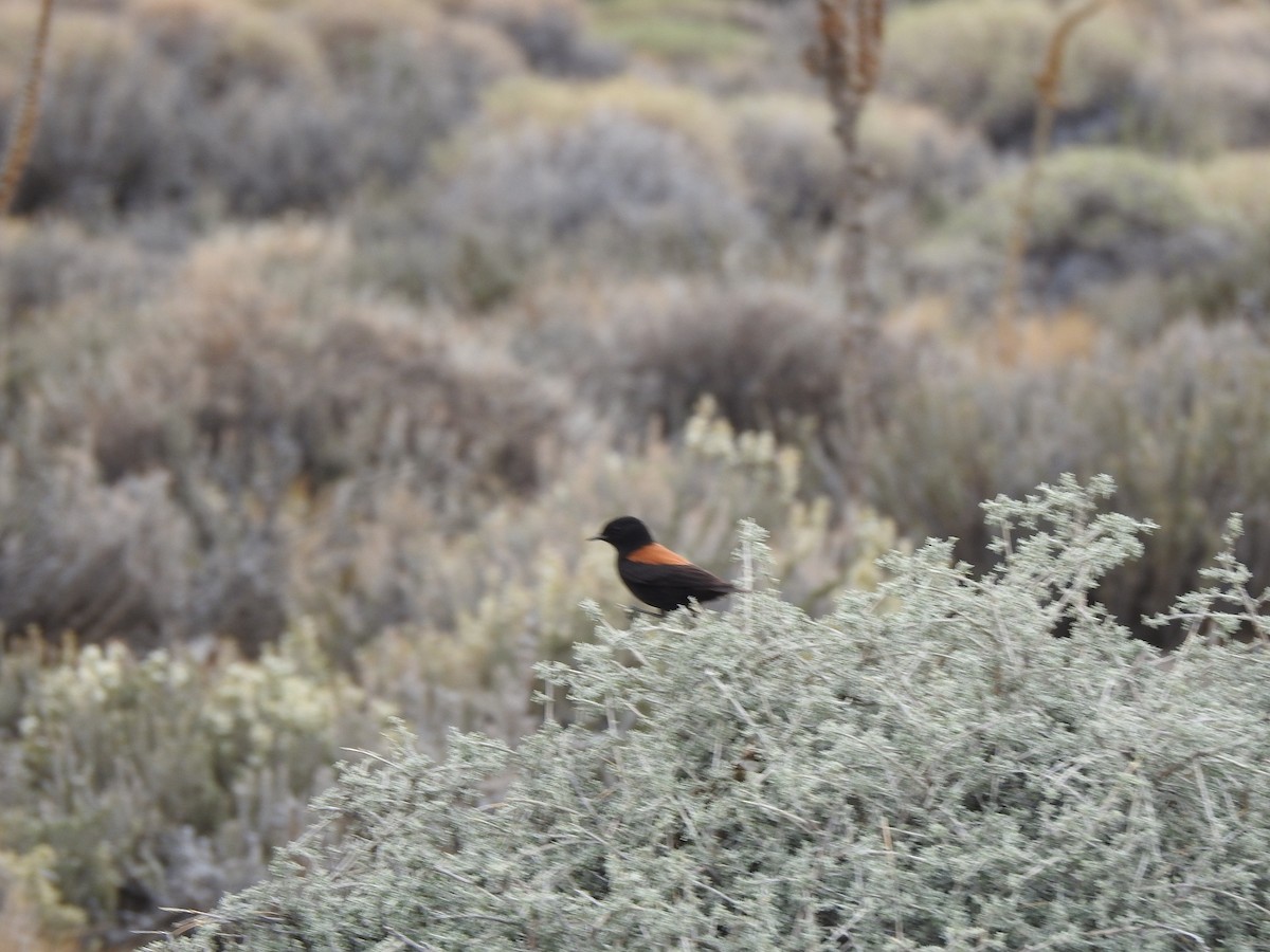 Austral Negrito - ML646804778