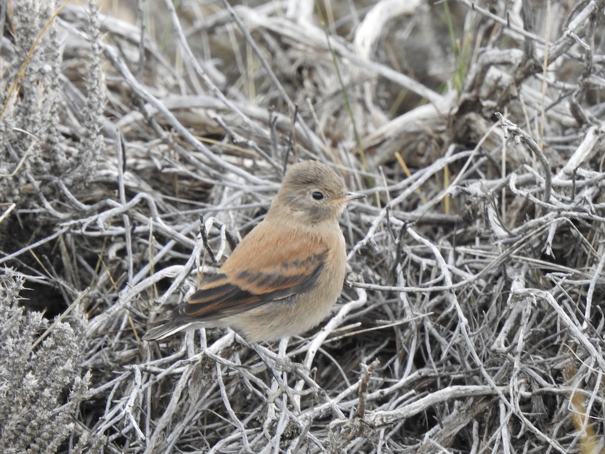 Austral Negrito - ML646804779