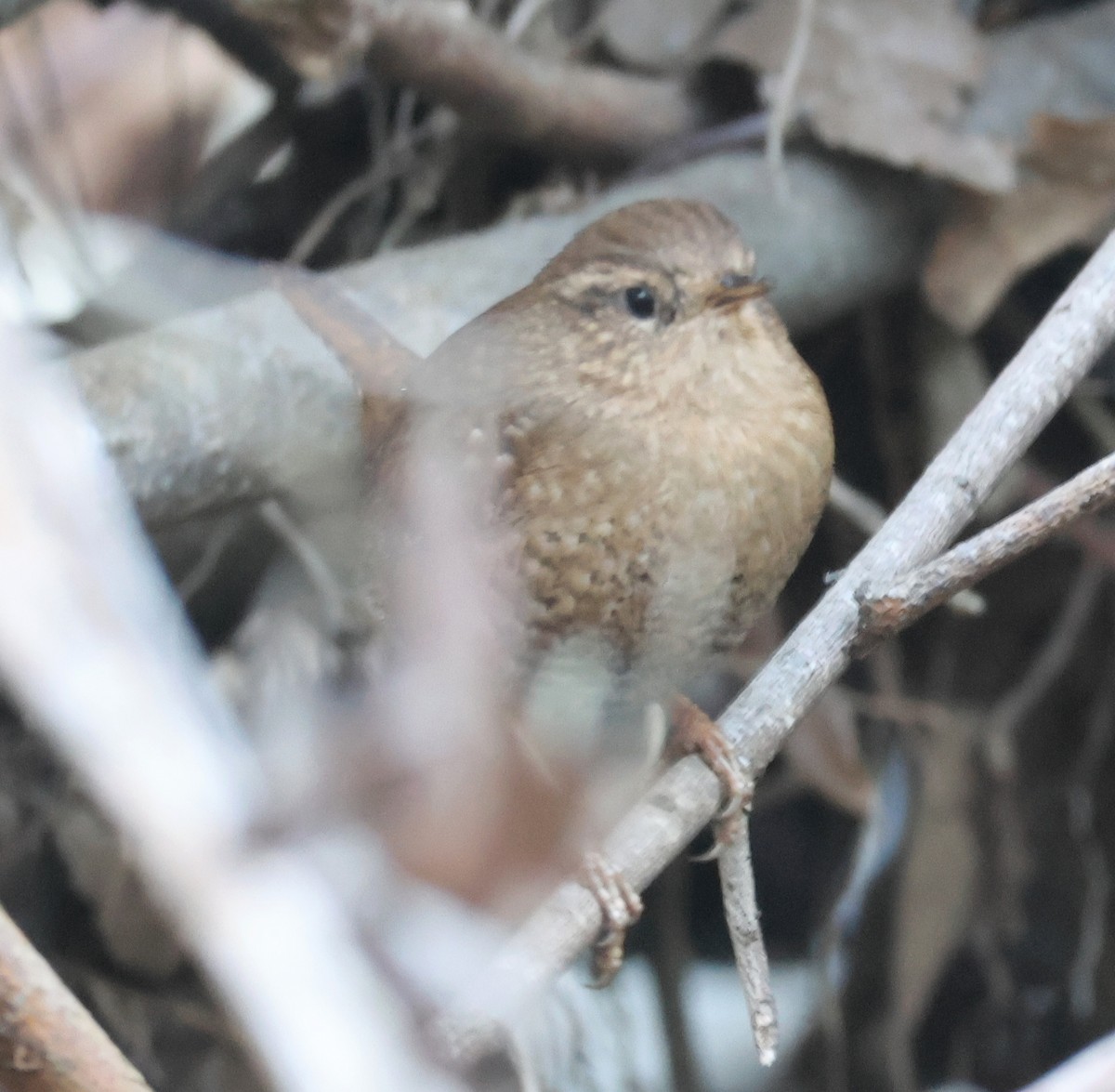 Волоочко кордильєрське - ML646804781