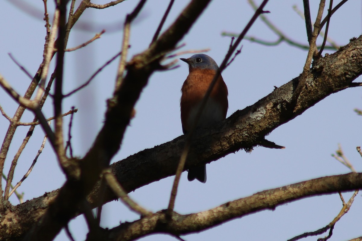 Azulejo Oriental - ML646804782