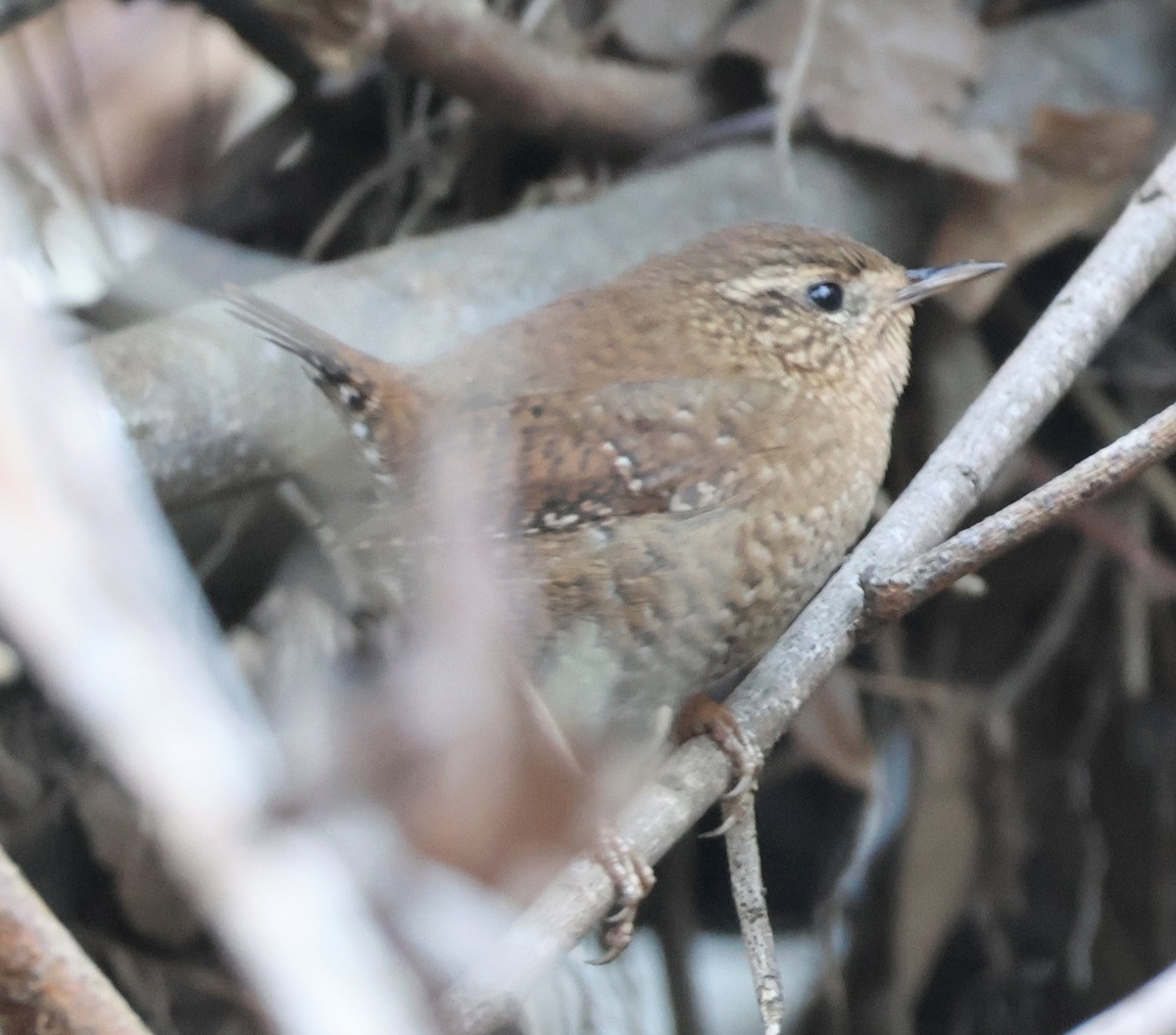 Волоочко кордильєрське - ML646804783