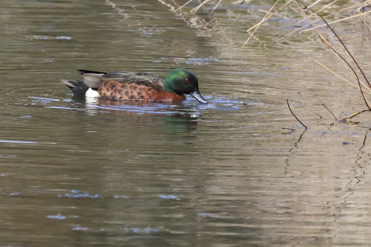 Sarcelle rousse - ML646804784