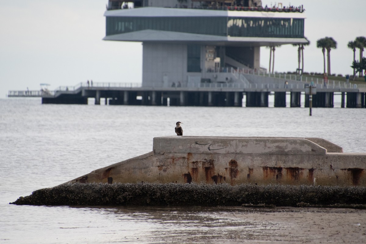 Anhinga - ML646804786