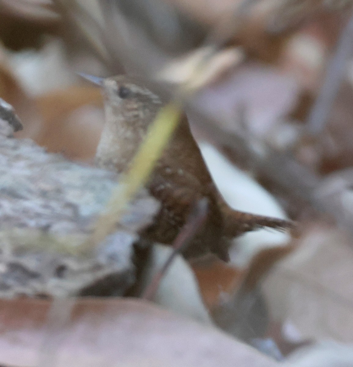 Волоочко кордильєрське - ML646804787