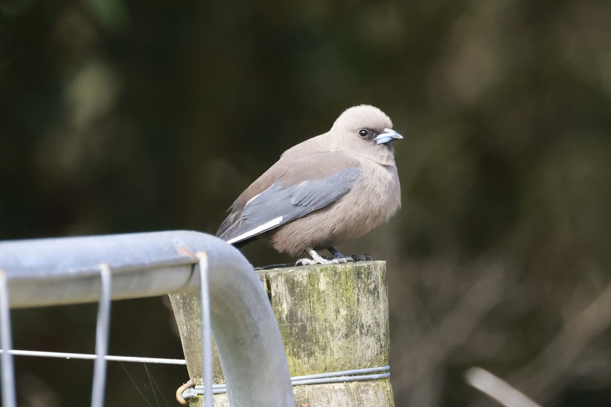 Langrayen sordide - ML646804788