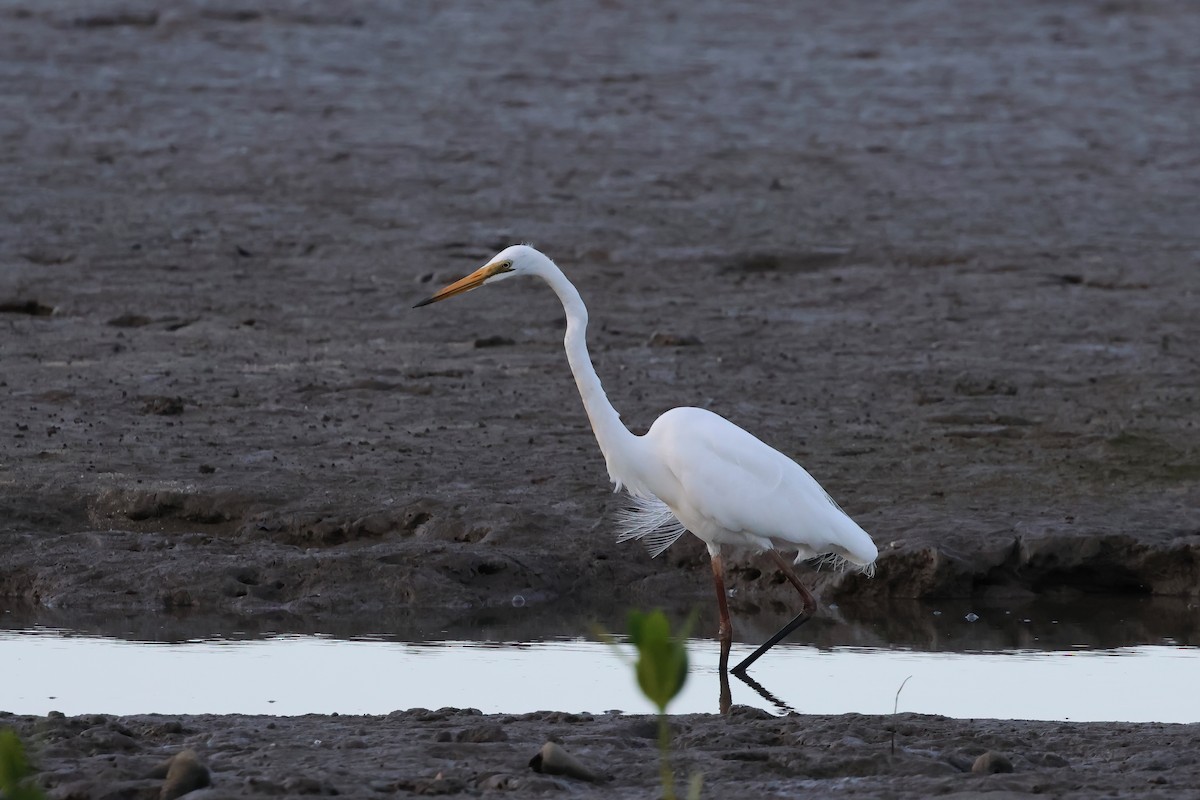 Garceta Grande - ML646804790