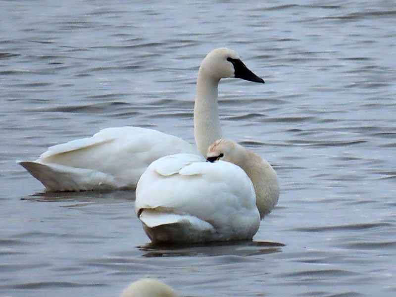 Zwergschwan - ML646804794