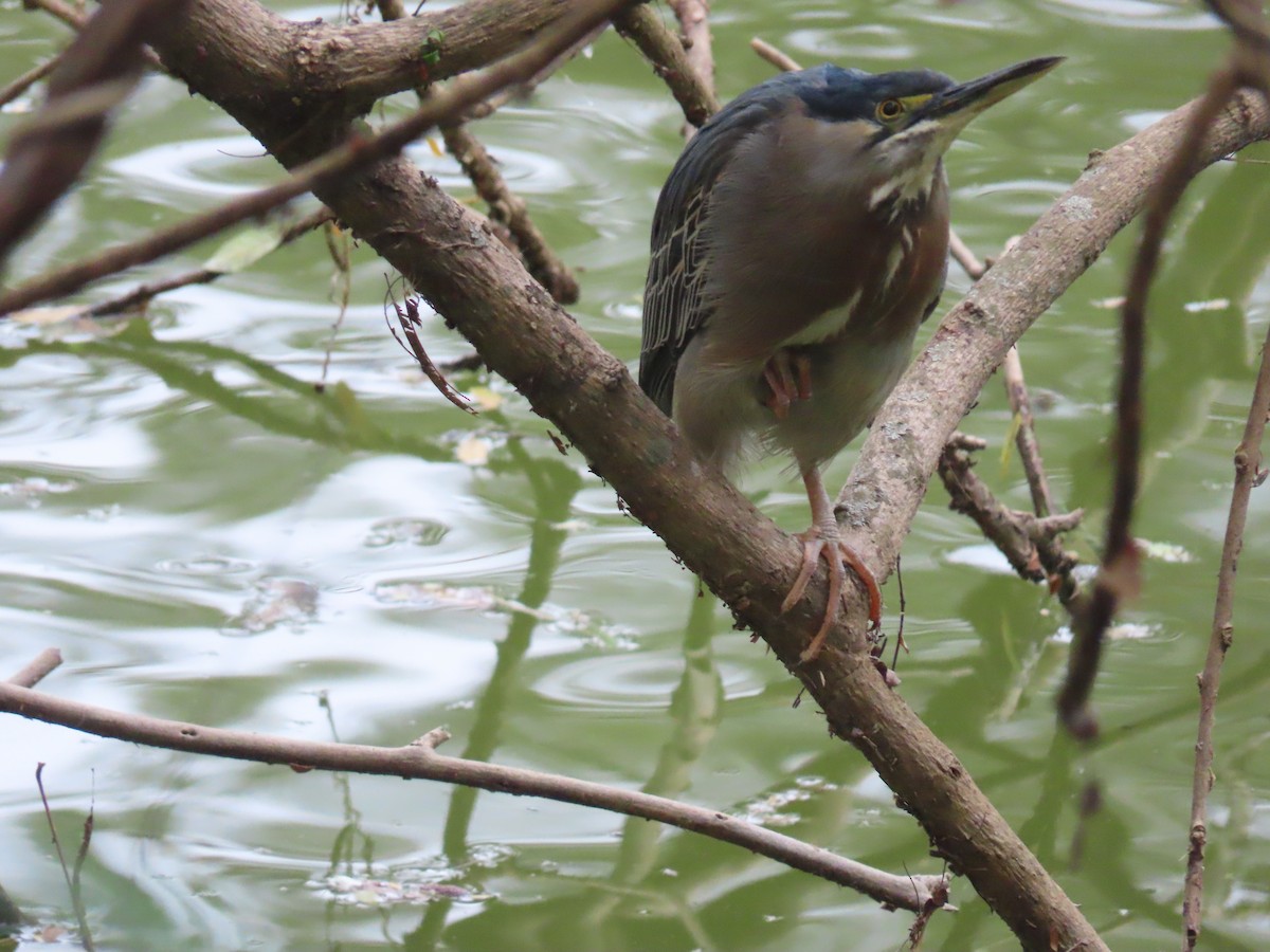 Striated Heron - ML646804795