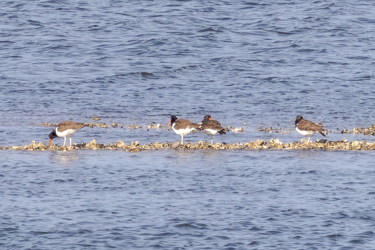 American Oystercatcher - ML646804796