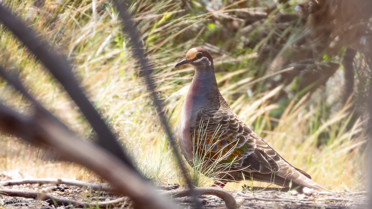 Bronzeflügeltaube - ML646804798