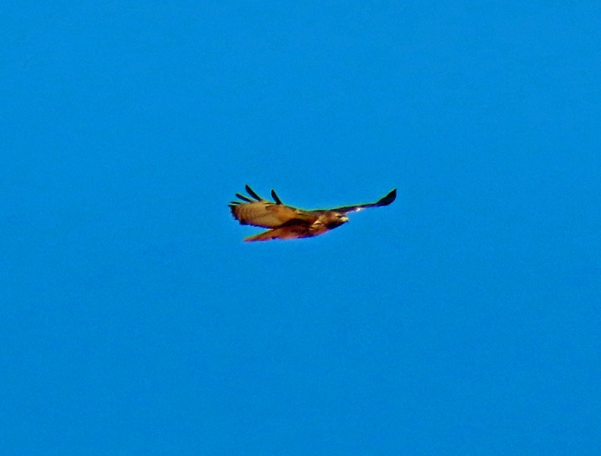 Buse à queue rousse - ML646804799