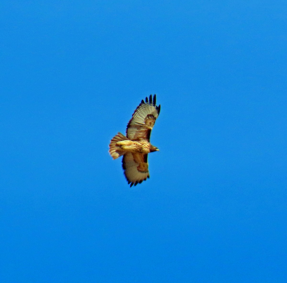 Buse à queue rousse - ML646804801