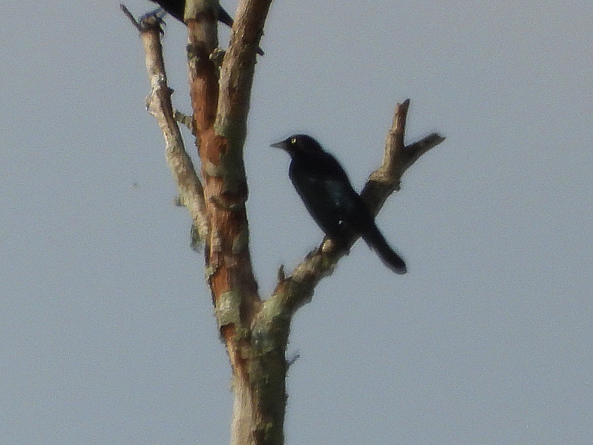 Zanate de Brewer - ML646804803