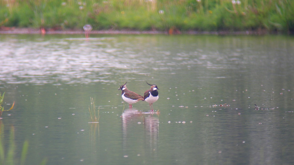 Avefría Europea - ML646804806