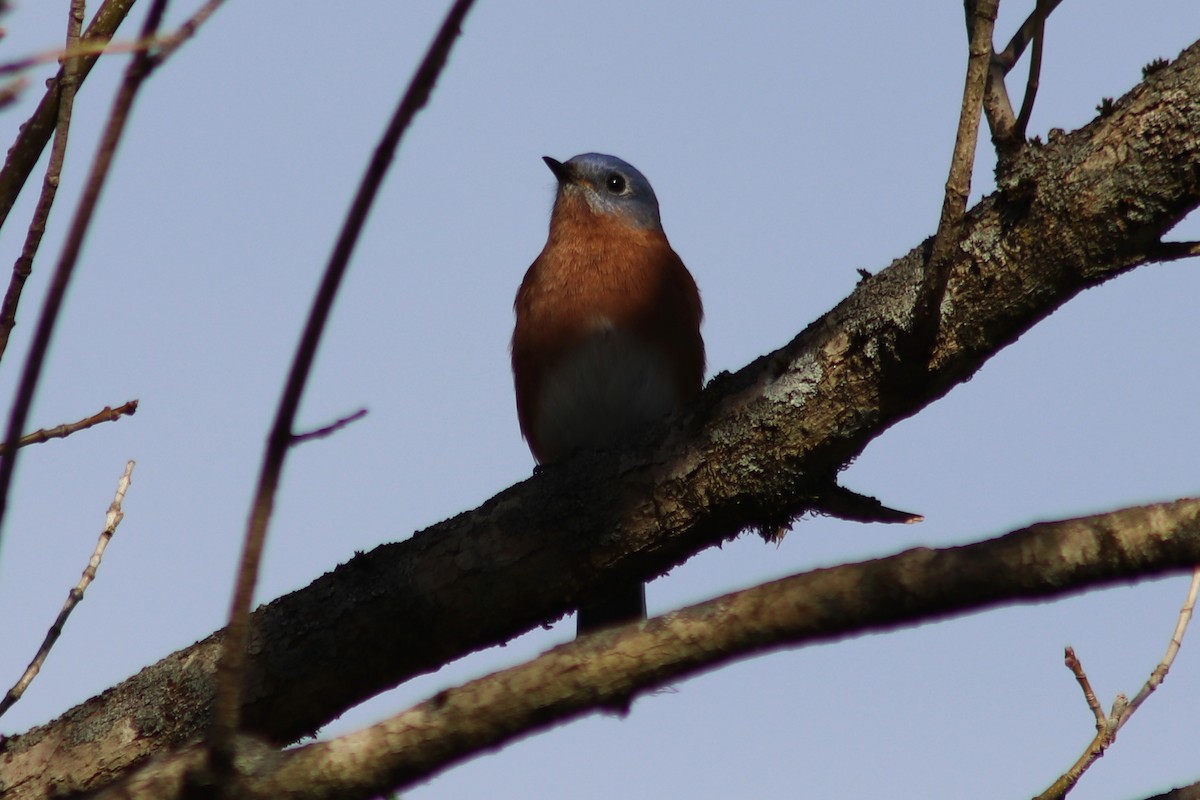 Azulejo Oriental - ML646804807