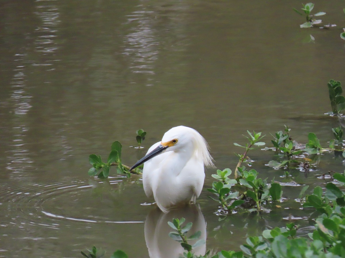 Garceta Nívea - ML646804808