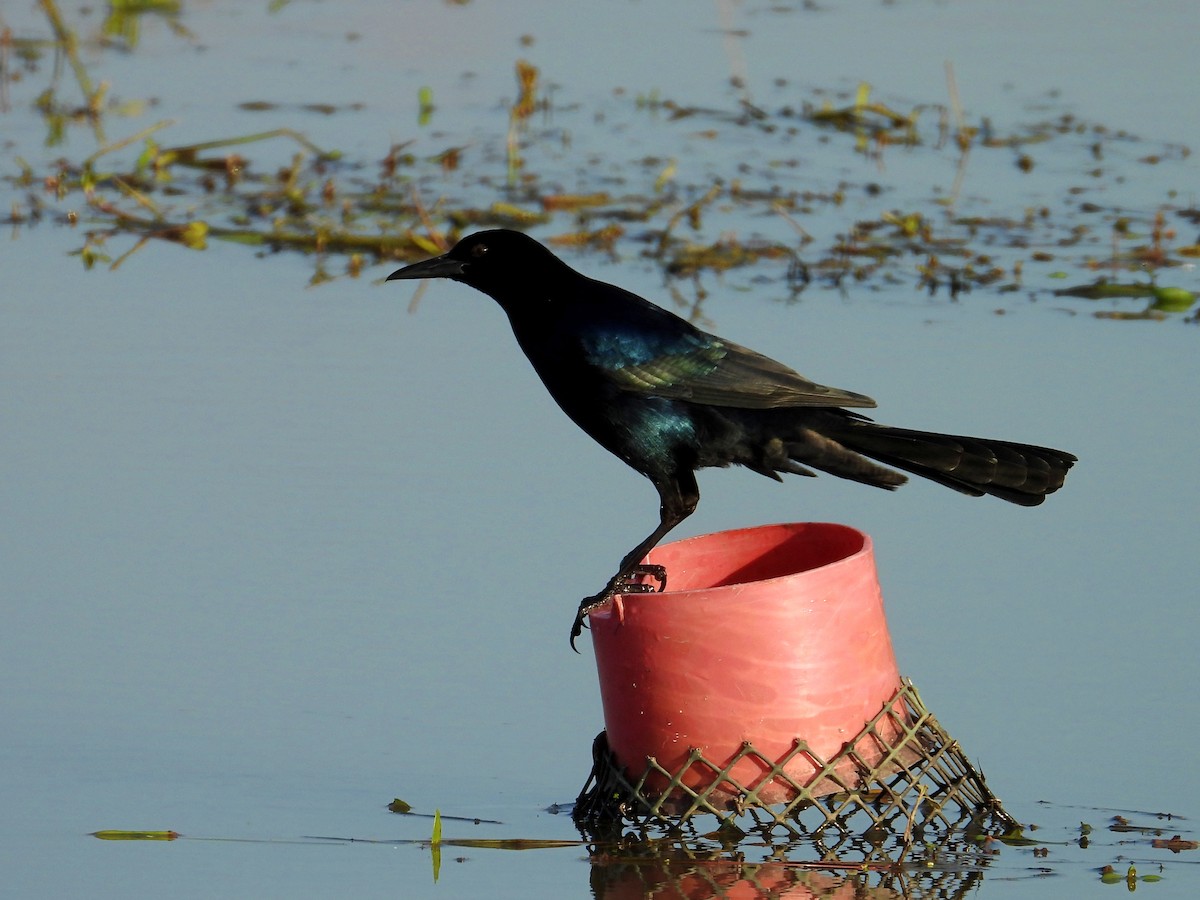 Zanate Marismeño - ML646804809