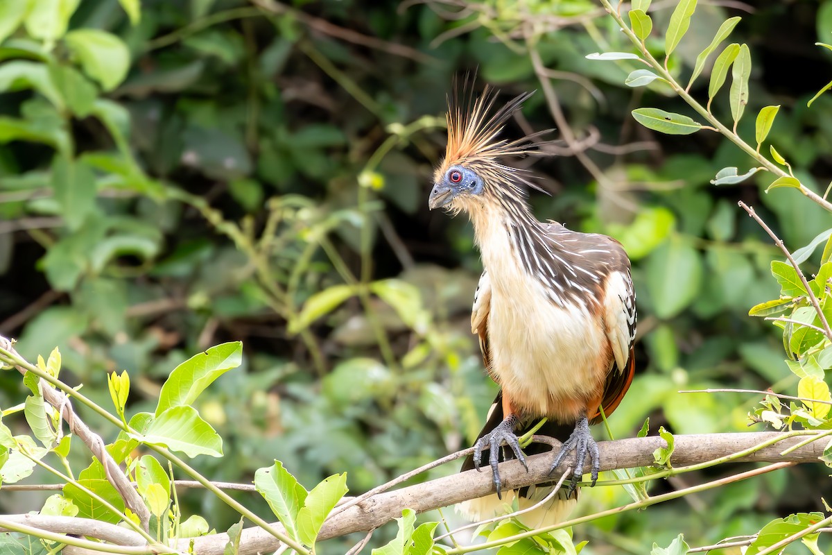 Hoazín - ML646804811