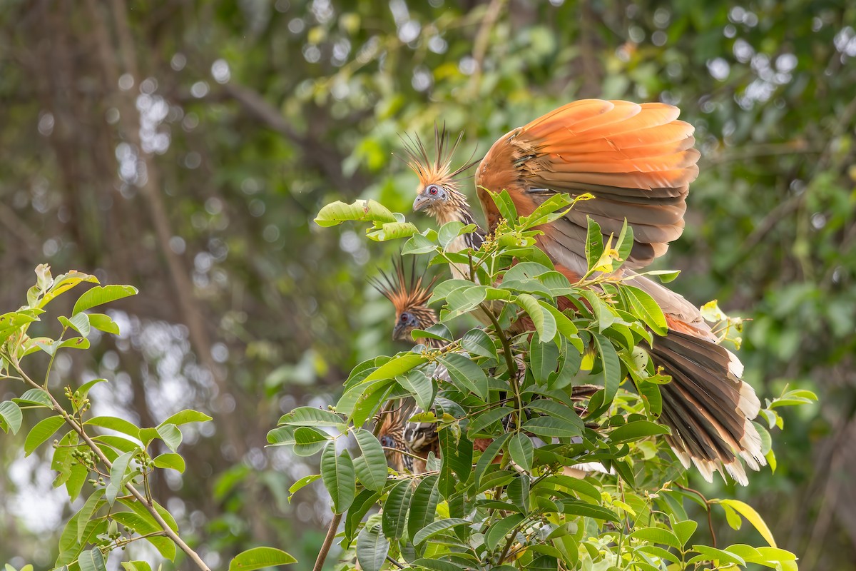 Hoazín - ML646804812