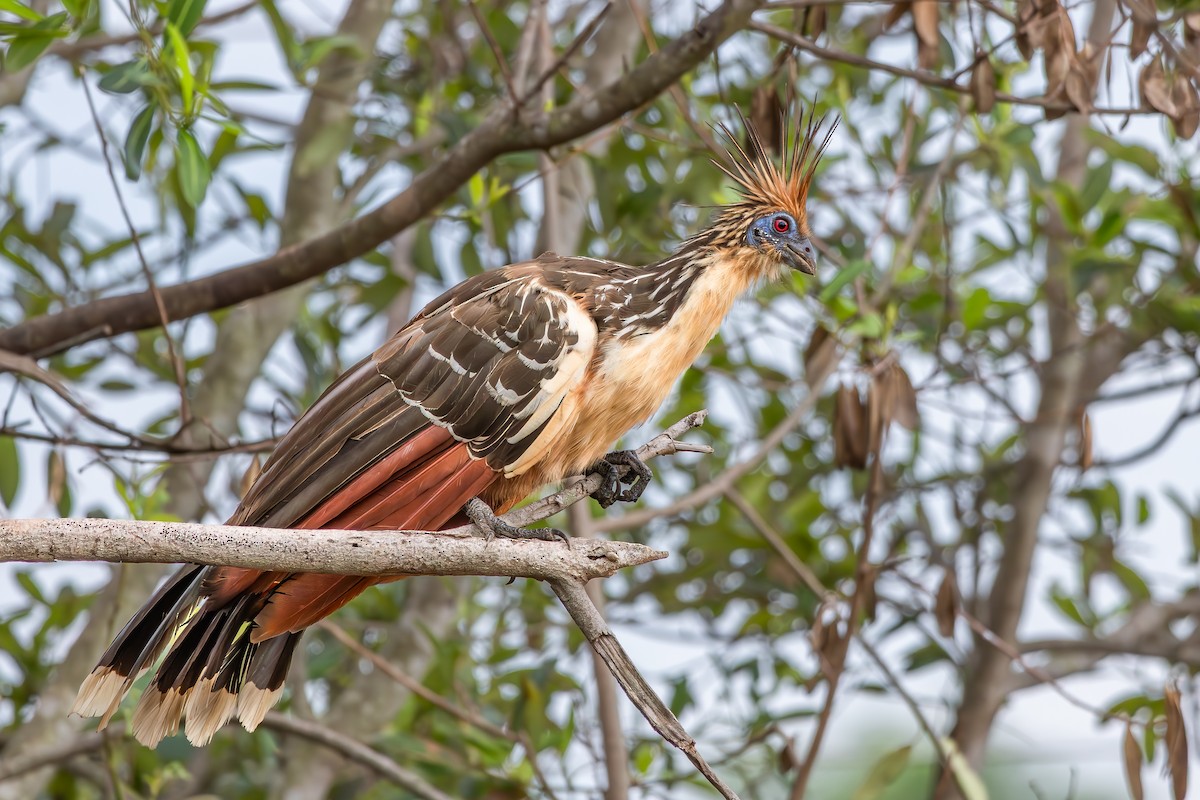 Hoazín - ML646804813