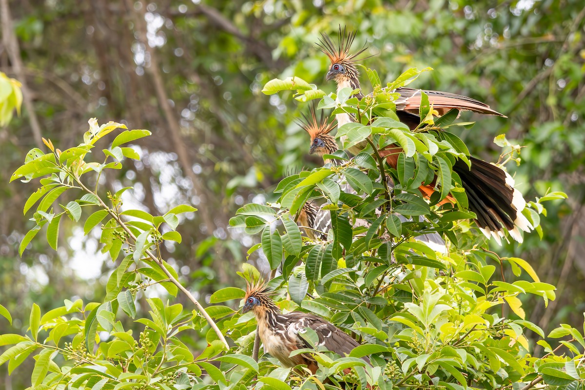 Hoazín - ML646804814