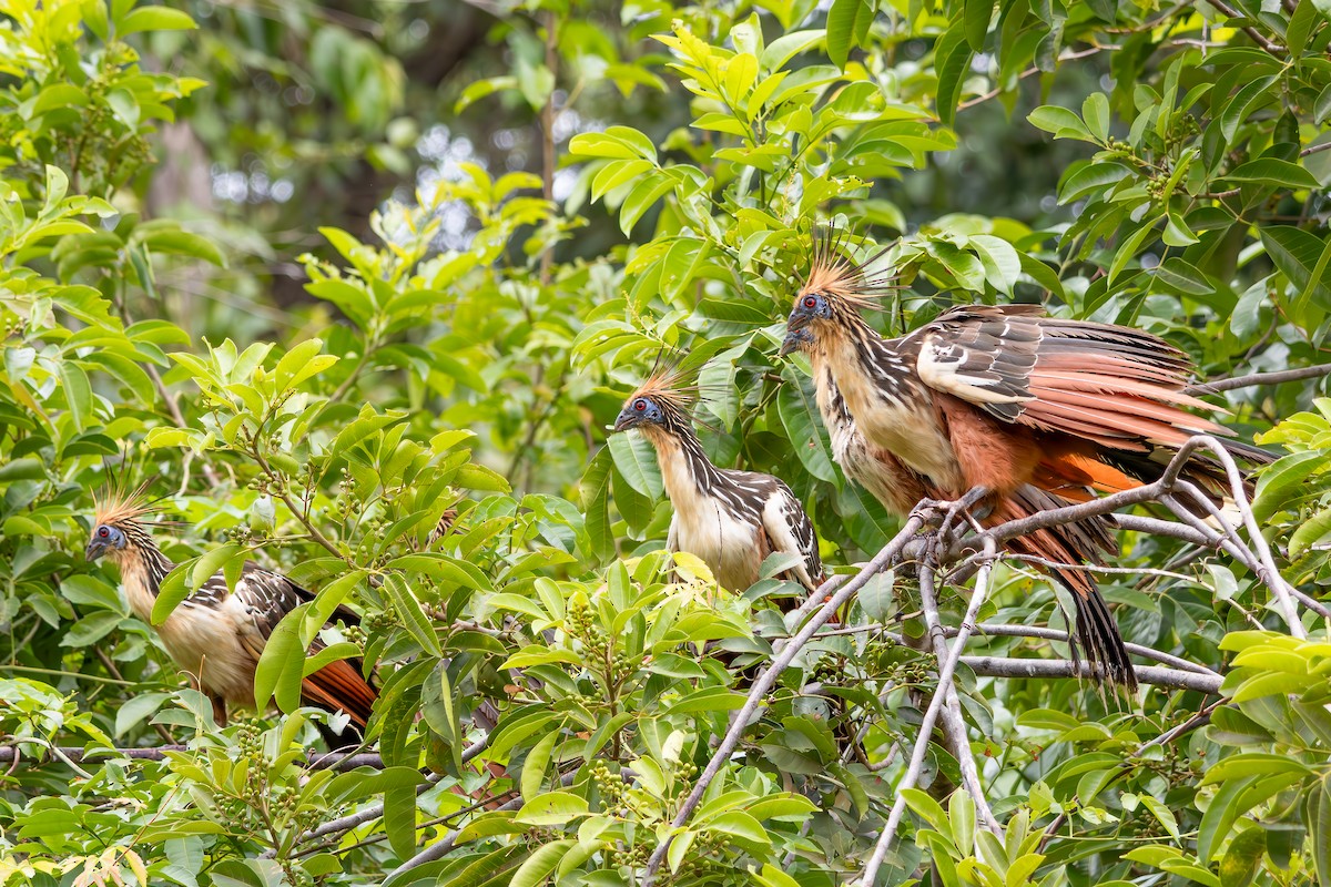 Hoazín - ML646804815