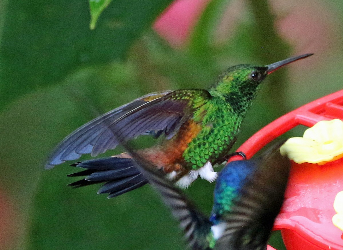 Kupferbürzelamazilie - ML646804816