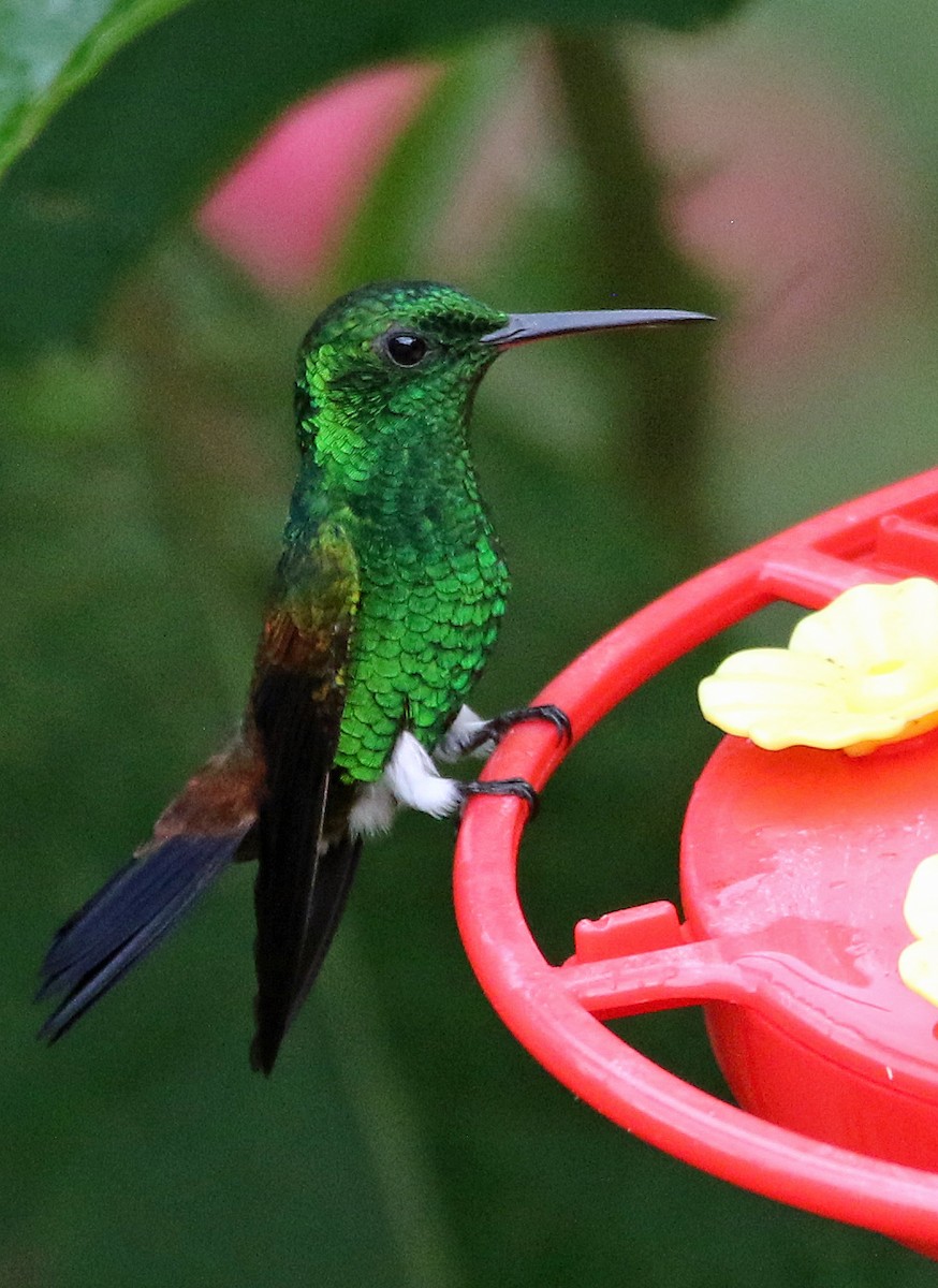 Kupferbürzelamazilie - ML646804817