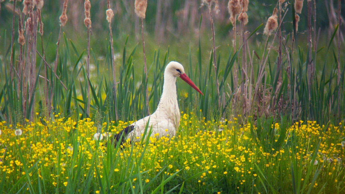 Cigüeña Blanca - ML646804818