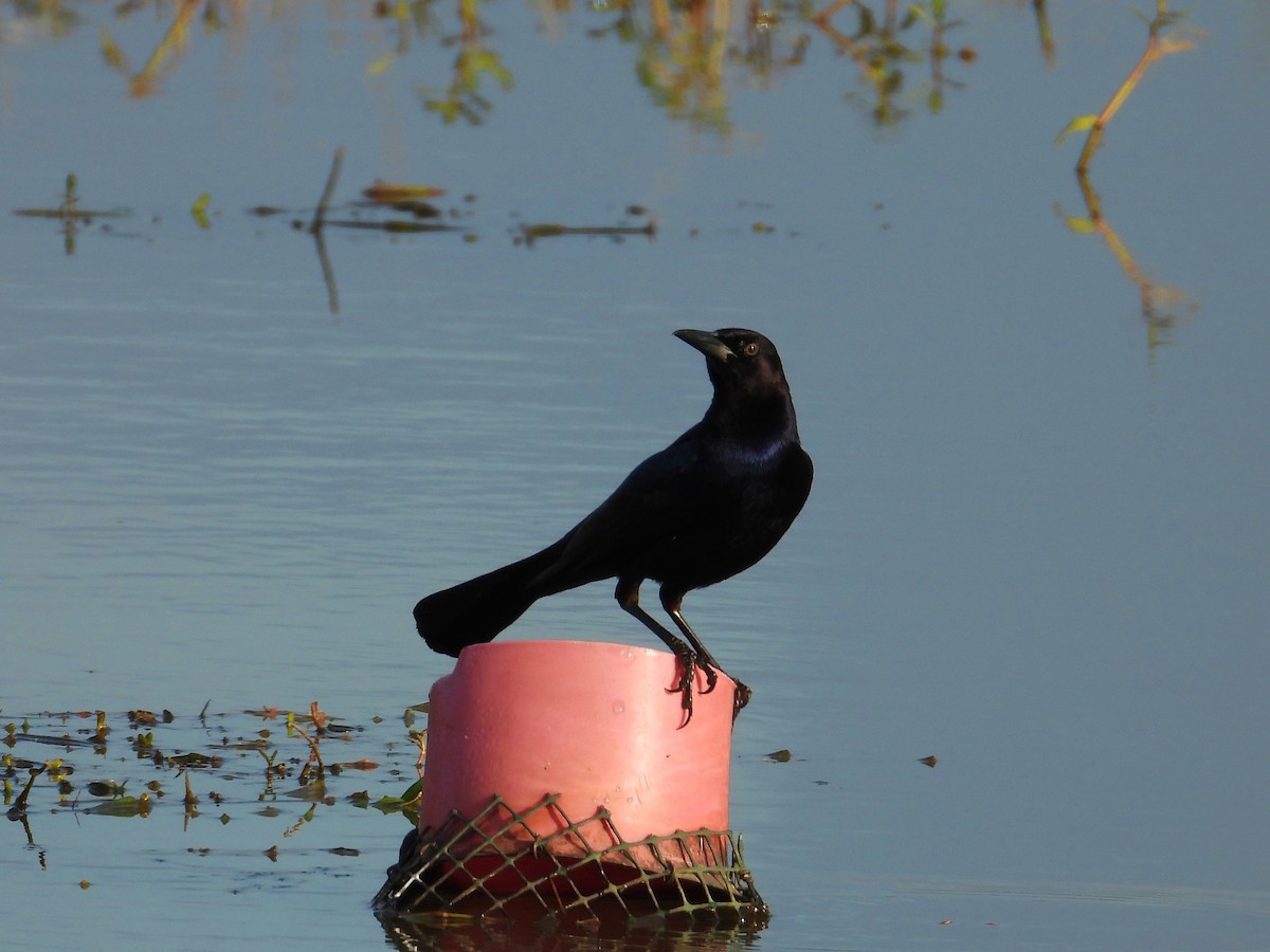 Zanate Marismeño - ML646804819