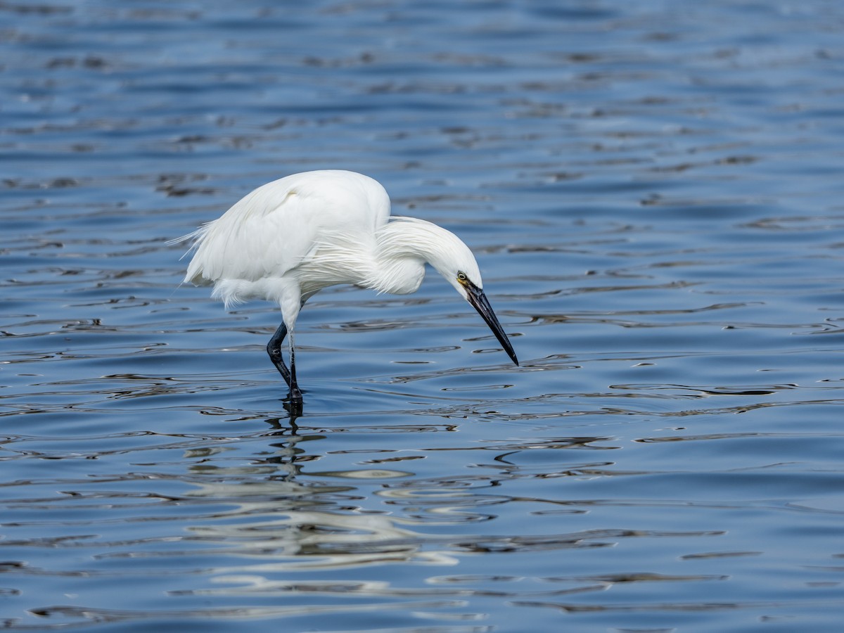 Garceta Rojiza - ML646804820