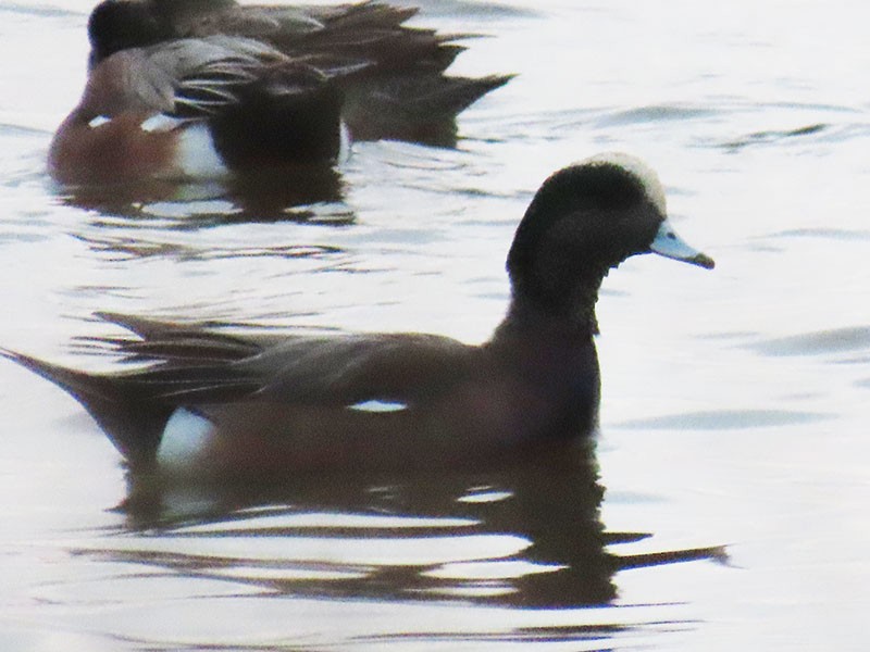 Silbón Americano - ML646804823