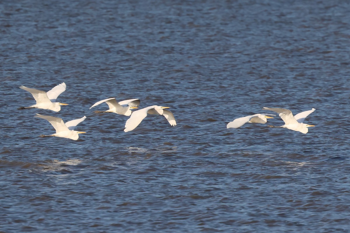 Garceta Grande - ML646804824