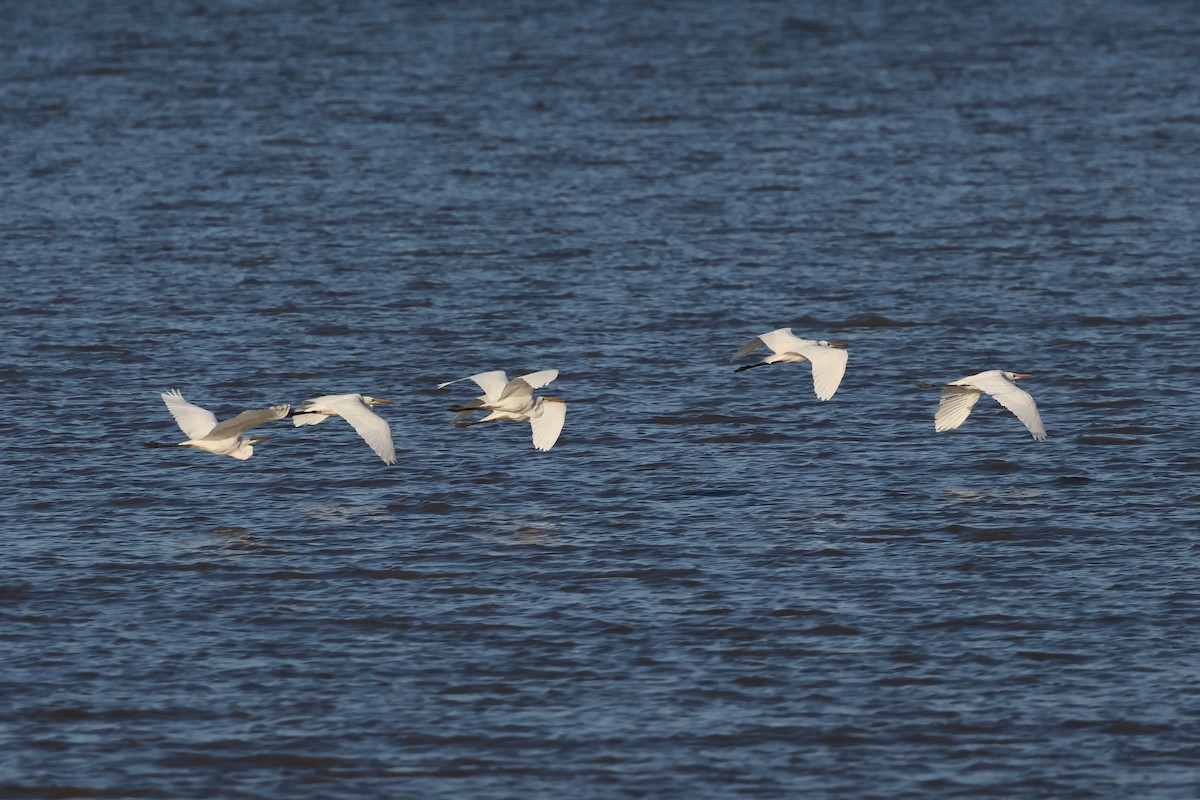 Garceta Grande - ML646804825