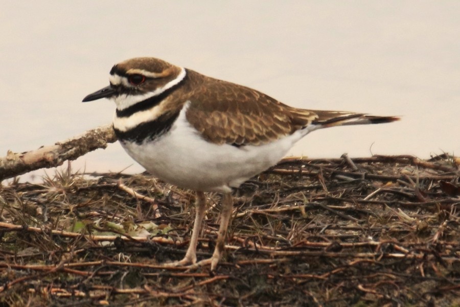 Chorlitejo Culirrojo - ML646804826