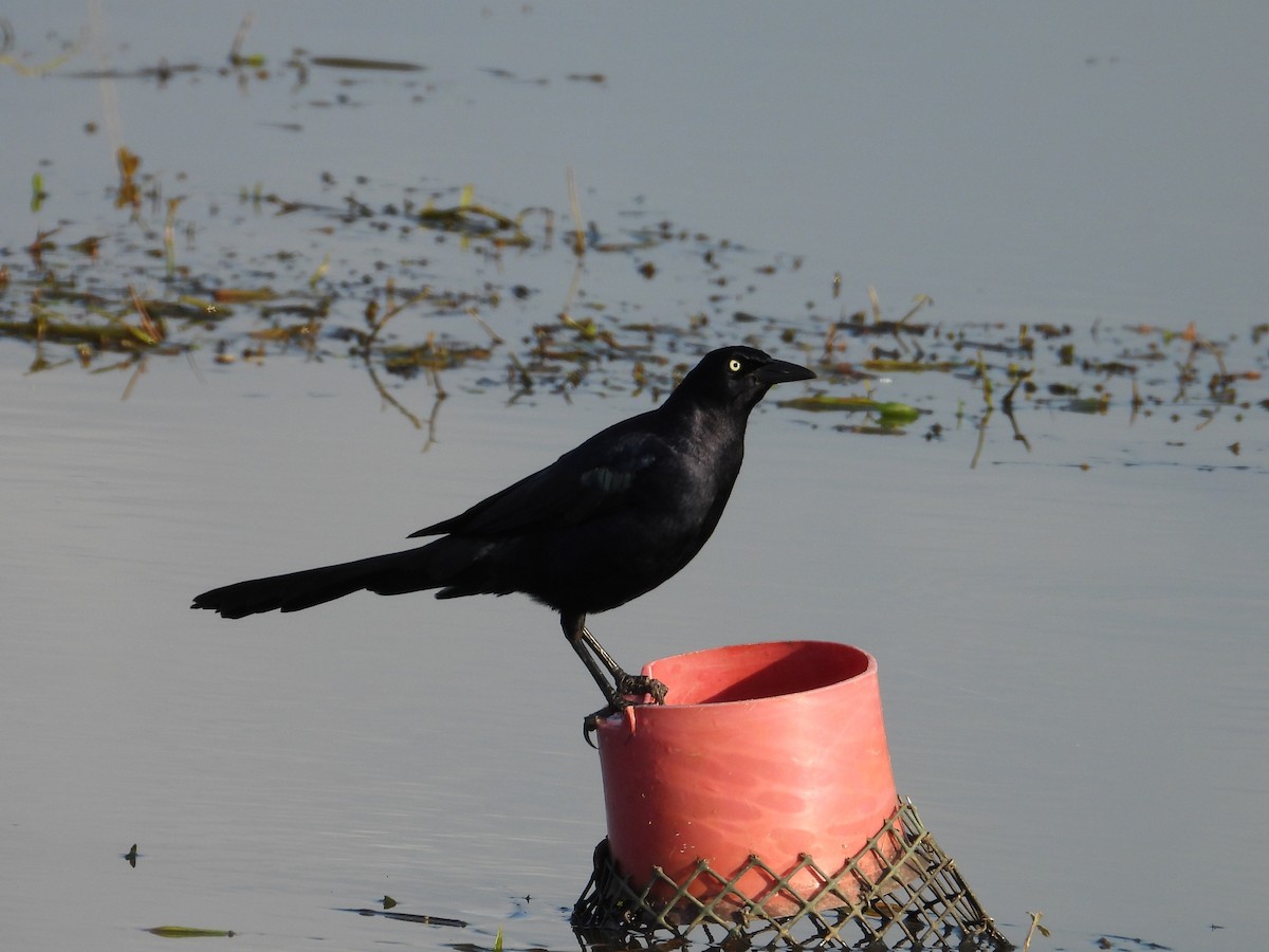 Zanate Mexicano - ML646804827