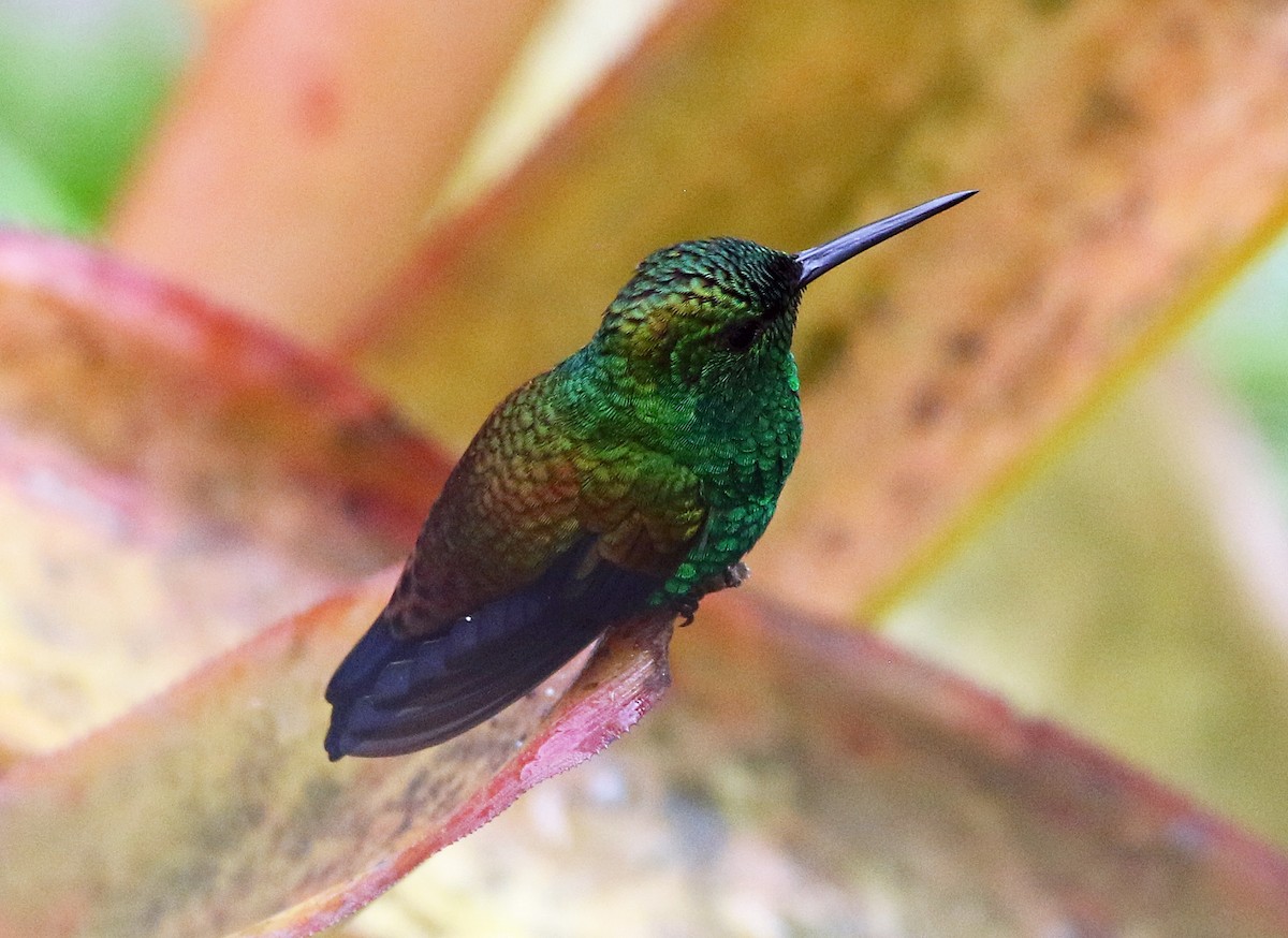 Kupferbürzelamazilie - ML646804828